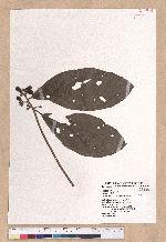 Litsea akoensis Hayata 屏東木薑子