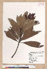 Machilus japonica Siebold et Zucc. var. kusanoi (Hayata) Liao 大葉楠