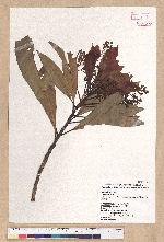 Machilus japonica Siebold et Zucc. var. kusanoi (Hayata) Liao 大葉楠