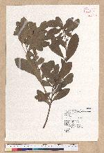 Litsea hypophaea Hayata 小梗木薑子(黃肉樹)