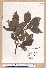 Litsea elongata (Wall. ex Nees) Benth. et Hook. f. var. mushaensis (Hayata) J. C. Liao 霧社木薑子