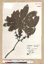 Neolitsea konishii (Hayata) Kanehira & Sasaki 五掌楠