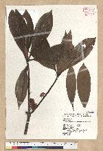 Neolitsea konishii (Hayata) Kanehira & Sasaki 五掌楠