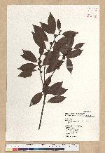 Neolitsea acuminatissima (Hayata) Kanehira et Sasaki 高山新木薑子