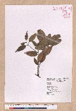 Cinnamomum sp.