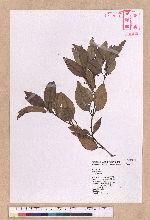 Cinnamomum sp.