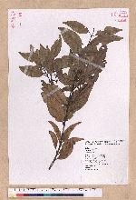 Cinnamomum sp.