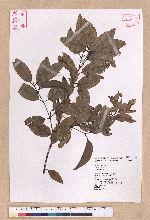 Cinnamomum sp.