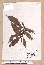 Litsea acutivena Hayata 銳脈木薑子