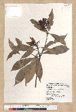 Machilus psendolongifolia Hayata 假長葉楠