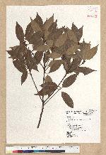 Neolitsea acuminatissima (Hayata) Kanehira et Sasaki 高山新木薑子