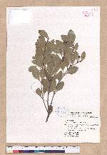 Cinnamomum reticulatum Hayata 土樟