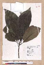 Dehaasia triandra Merr. 腰果楠