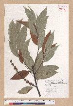 Castanopsis hystrix A. DC. 火燒柯