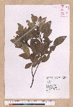 Cinnamomum sp.