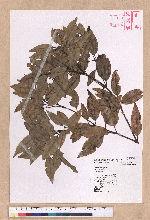 Cinnamomum sp.