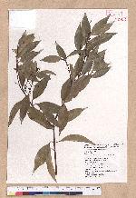 Cinnamomum insulari-montanum Hayata 山肉桂(台灣肉桂)