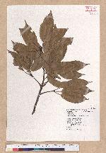 Cyclobalanopsis morii (Hayata) Schott. 森氏櫟(赤椆)