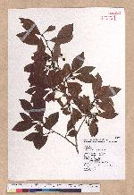 Lindera erythrocarpa Makino 鐵釘樹(紅果釣樟)