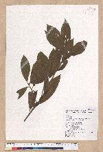 Litsea elongata (Wall. ex Nees) Benth. et Hook. f. var. mushaensis (Hayata) J. C. Liao 霧社木薑子