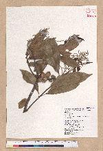Pasania hancei (Benth.) Schott. var. ternaticupula (Hayata) Liao 三斗石櫟