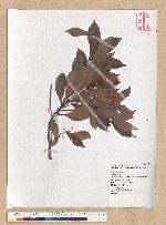 Machilus obovatifolia (Hayata) Kanehira & Sasaki 倒卵葉楠