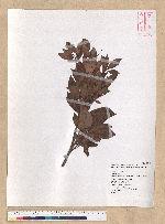Machilus obovatifolia (Hayata) Kanehira & Sasaki 倒卵葉楠