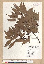 Neolitsea acuminatissima (Hayata) Kanehira et Sasaki 高山新木薑子