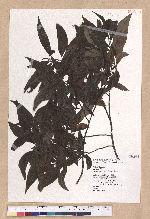 Litsea cubeba (Lour.) Persoon 山胡椒