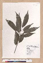 Cyclobalanopsis glauca (Thunb.) Oerst. 青剛櫟
