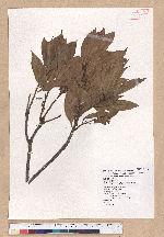 Cyclobalanopsis morii (Hayata) Schott. 森氏櫟(赤椆)