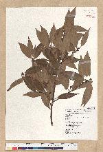 Neolitsea acuminatissima (Hayata) Kanehira et Sasaki 高山新木薑子