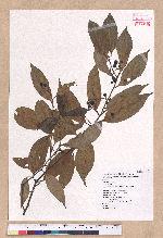 Cryptocarya chinensis (Hance) Hemsl. 厚殼桂