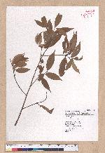Cinnamomum subavenium Miq. 細葉香樟(香桂)