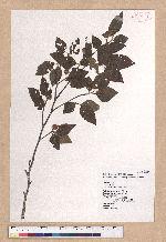 Fagus hayatae Palib. 臺灣山毛櫸