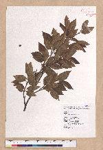 Fagus hayatae Palib. 臺灣山毛櫸