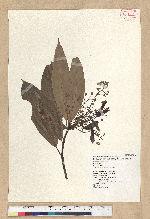 Machilus zuihoensis Hayata 香楠
