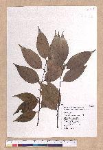 Cinnamomum osmophloeum Kanehira 土肉桂