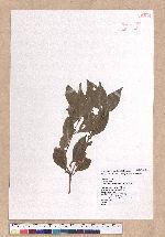 Cinnamomum osmophloeum Kanehira 土肉桂