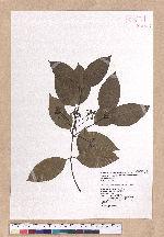 Cinnamomum osmophloeum Kanehira 土肉桂