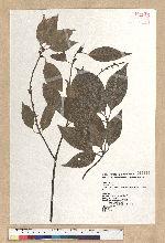 Neolitsea parvigemma (Hayata) Kanehira & Sasaki 小芽新木薑子