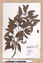 Cinnamomum subavenium Miq. 細葉香樟(香桂)