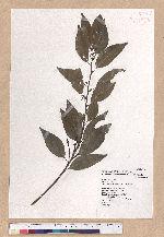 Cyclobalanopsis globosa Lin & Liu 圓果椆