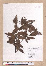 Cinnamomum subavenium Miq. 細葉香樟(香桂)