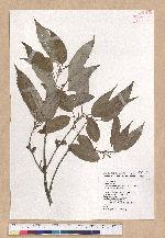 Cyclobalanopsis stenophylloides (Hayata) Kudo & Masamune ex Kudo 狹葉櫟