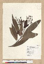 Machilus zuihoensis Hayata 香楠