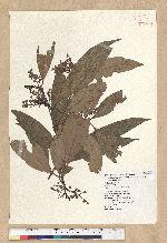 Machilus zuihoensis Hayata 香楠