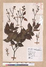 Fagus hayatae Palib. 臺灣山毛櫸