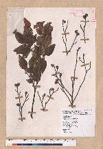Fagus hayatae Palib. 臺灣山毛櫸