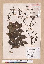 Fagus hayatae Palib. 臺灣山毛櫸